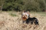 YORKSHIRE TERRIER 234
